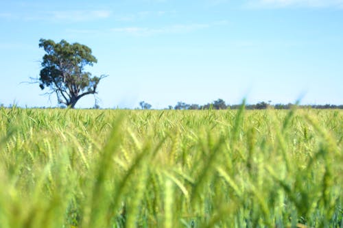 Immagine gratuita di albero, australia, campo di grano