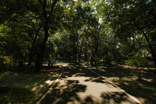 Free A tranquil forest path surrounded by lush trees with sunlight streaming through the canopy. Stock Photo