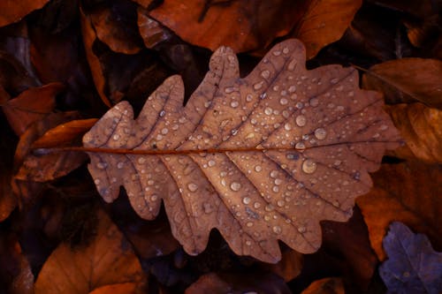 Close-Up Shot of Dewdrops on a Leaf