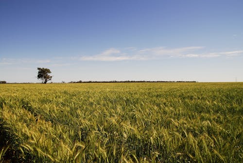 Immagine gratuita di albero, australia, campo