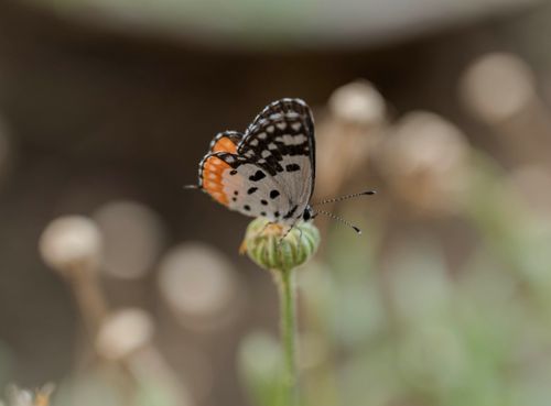Free Close-up of a colorful butterfly perched on a flower bud, showcasing intricate patterns. Stock Photo