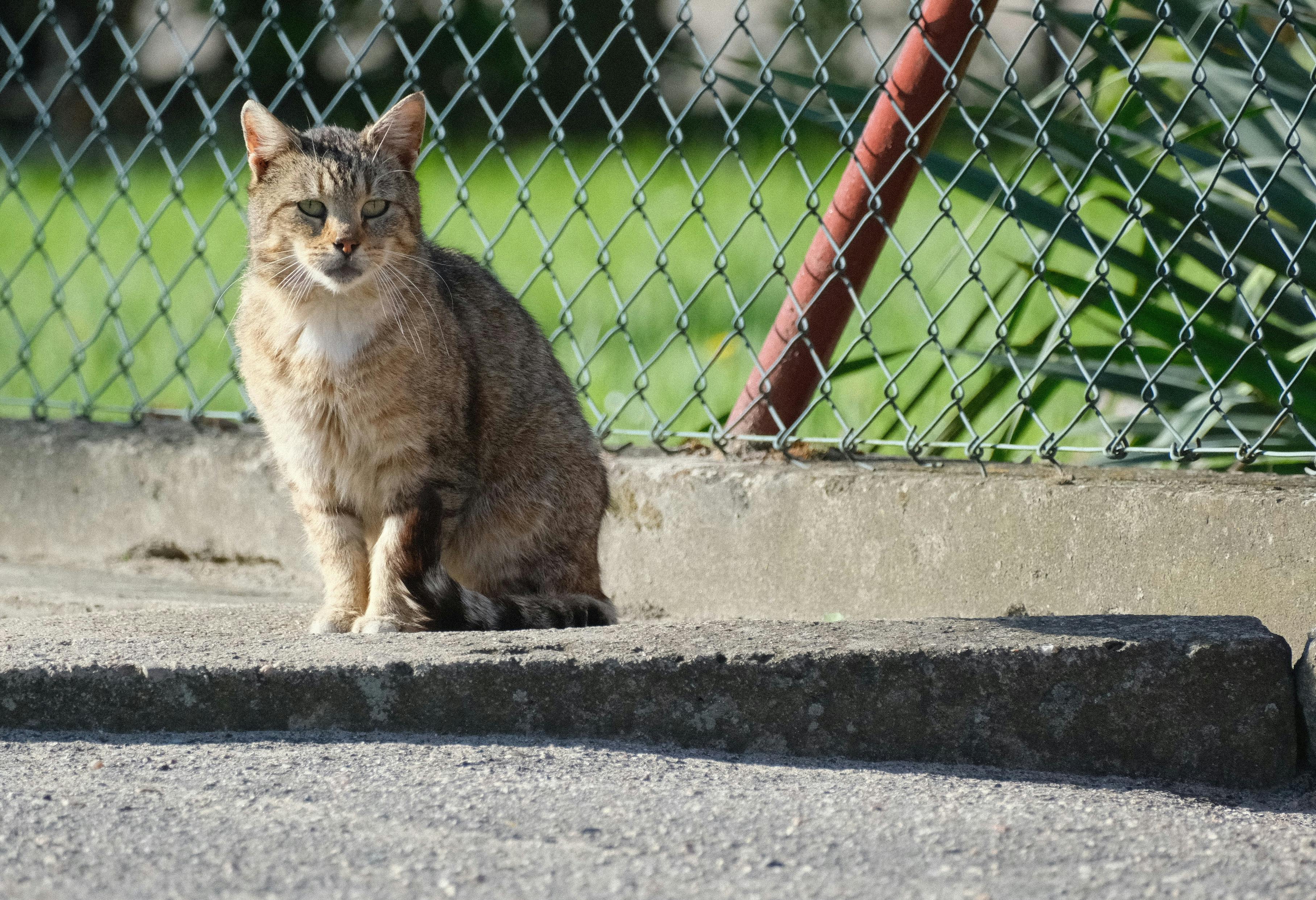 The truth about cats and dogs and the links between pet attachment and mental health — Photo by Roman Biernacki on Pexels