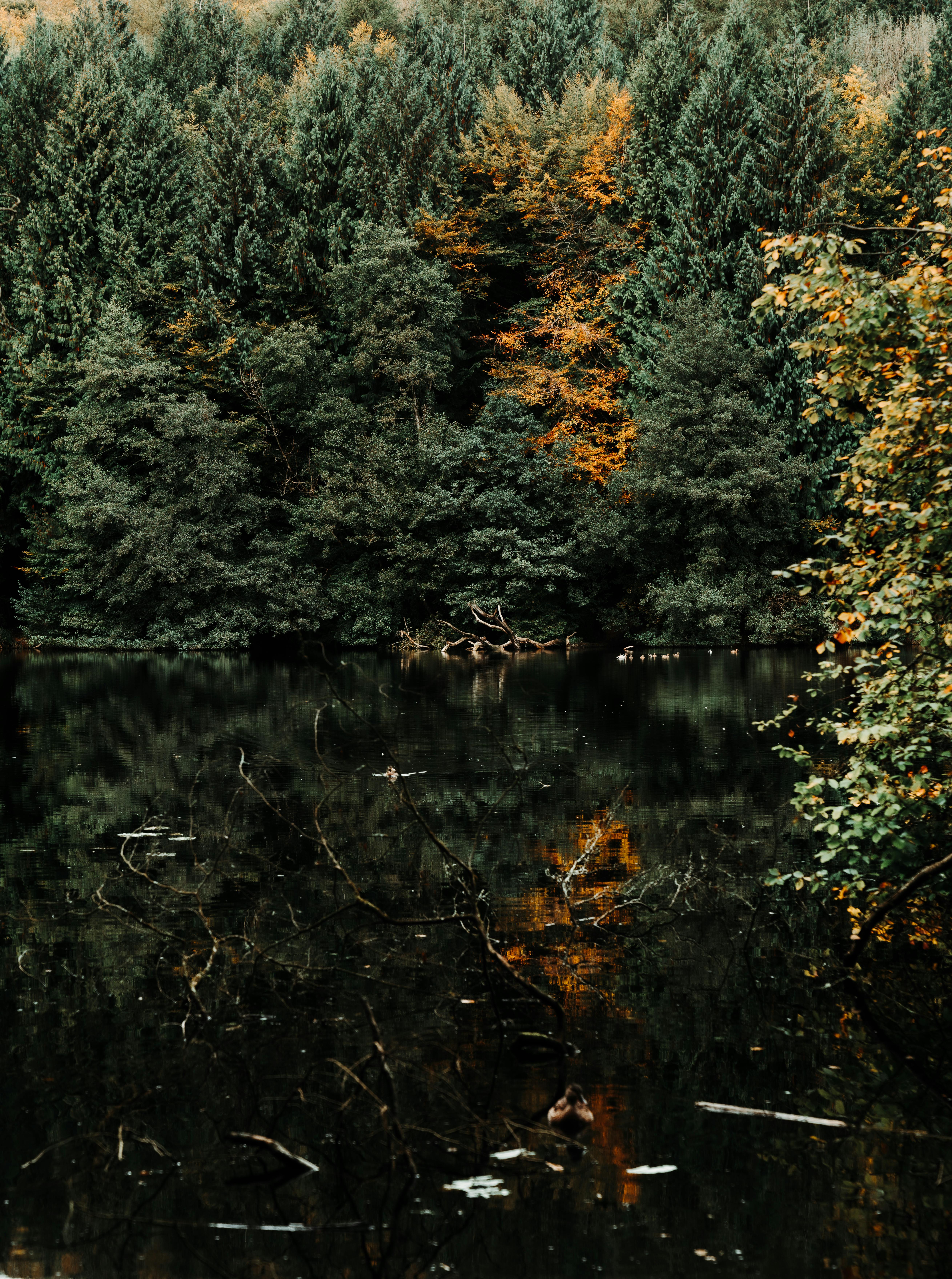 在南伍德切斯特，反射湖被郁郁葱葱的绿色和秋天的树叶所包围