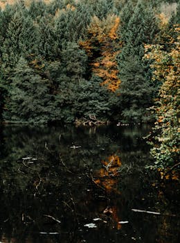 在南伍德切斯特，反射湖被郁郁葱葱的绿色和秋天的树叶所包围