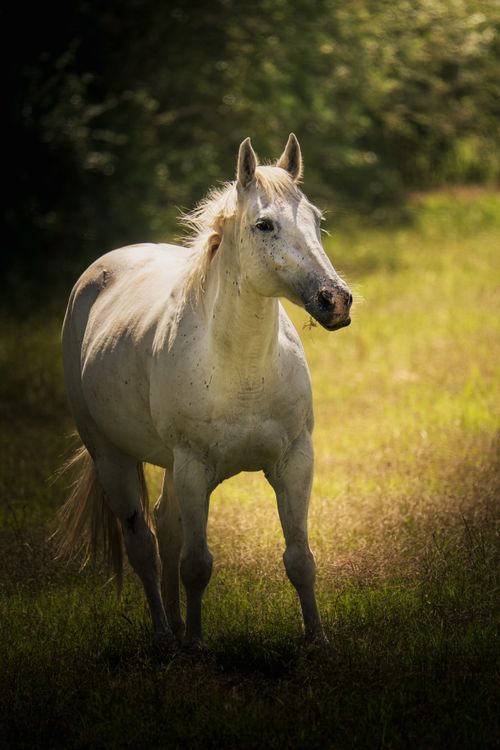 Free A serene white horse stands gracefully in a lush green field, bathed in sunlight. Stock Photo