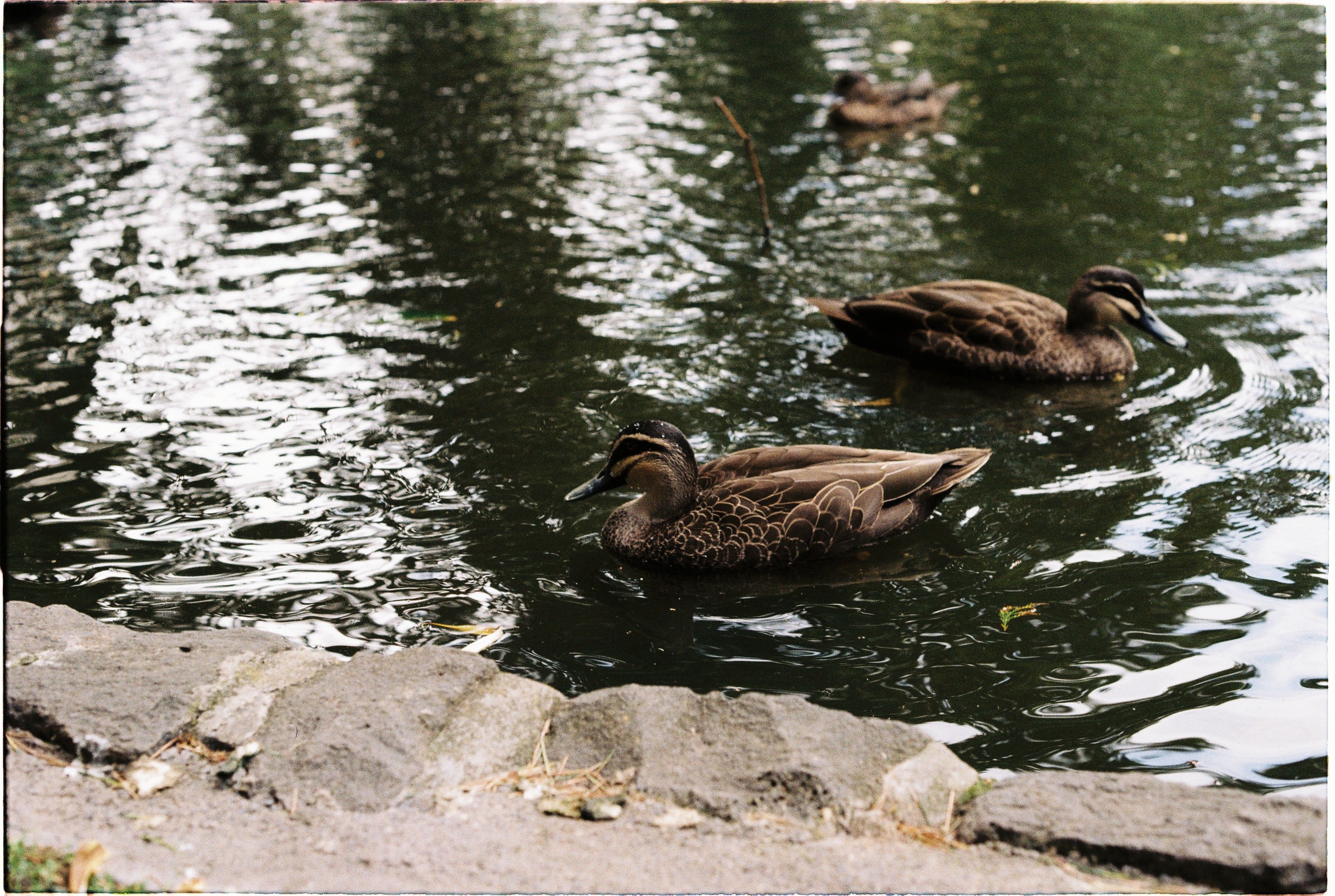 Surrey Park