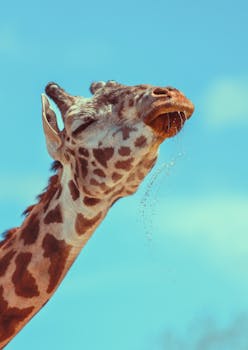 The Majestic African Giraffe