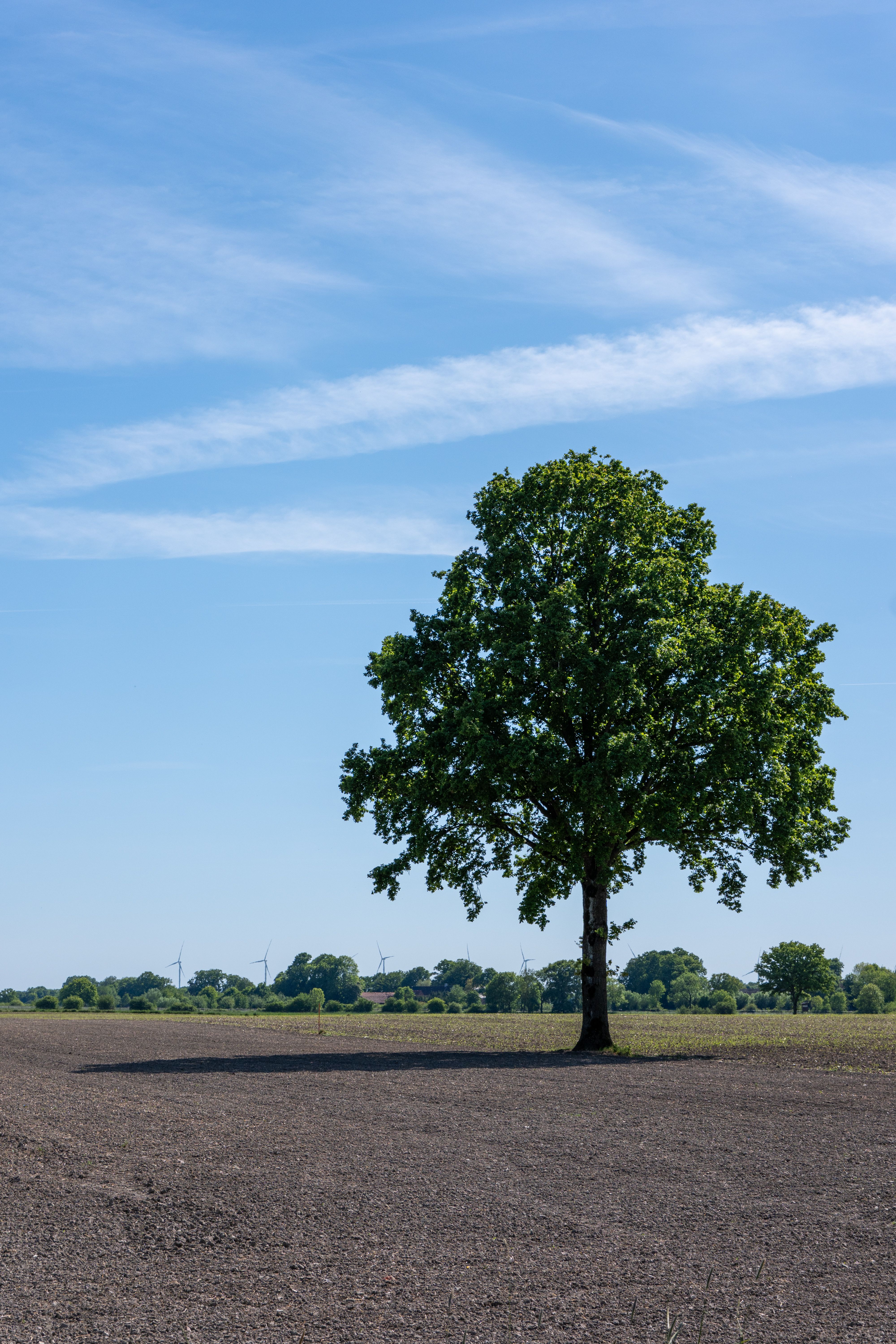 Lone Tree in Open Field under Clear Sky · Free Stock Photo