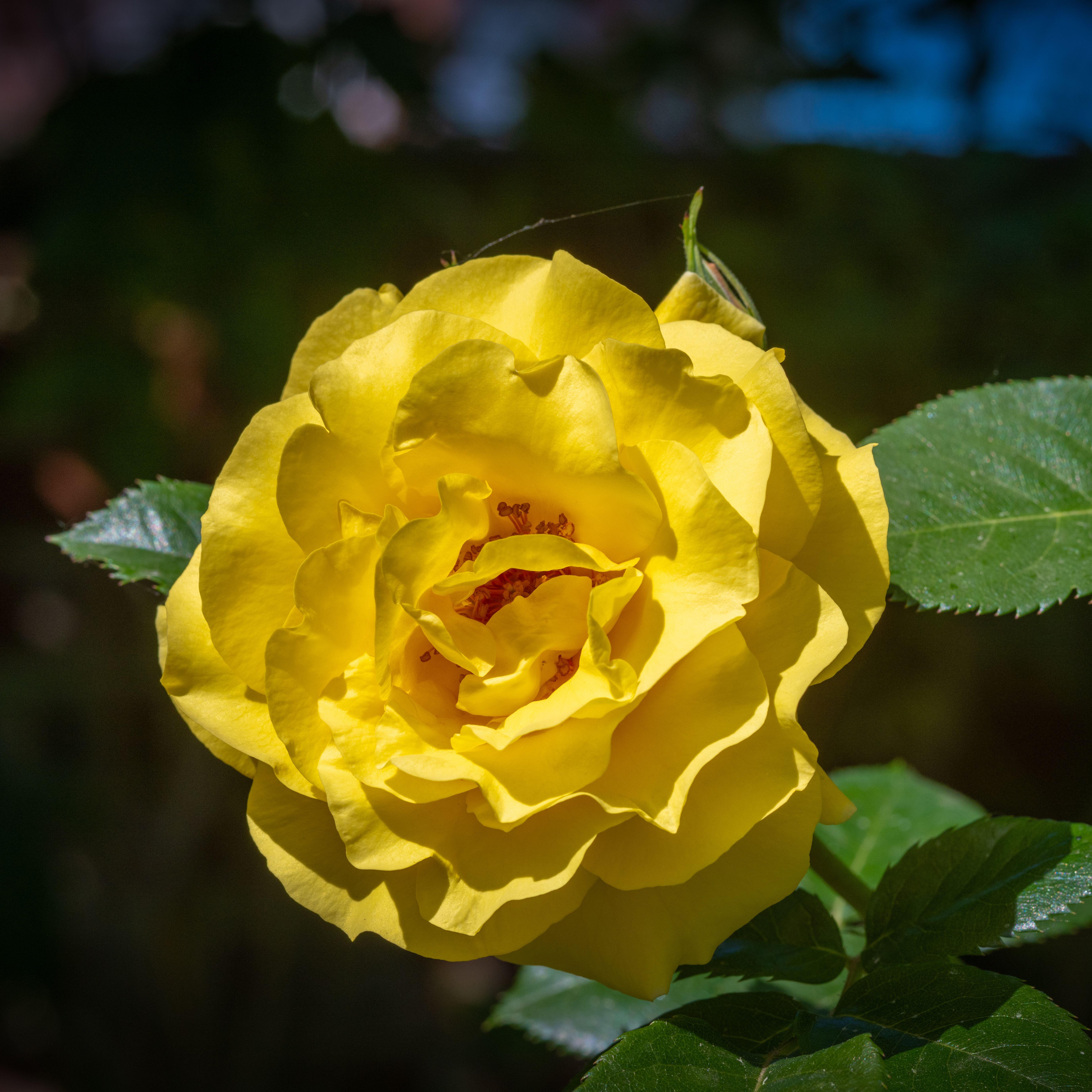 A stunning close-up of a yellow rose in full bloom showcasing its vibrant petals.