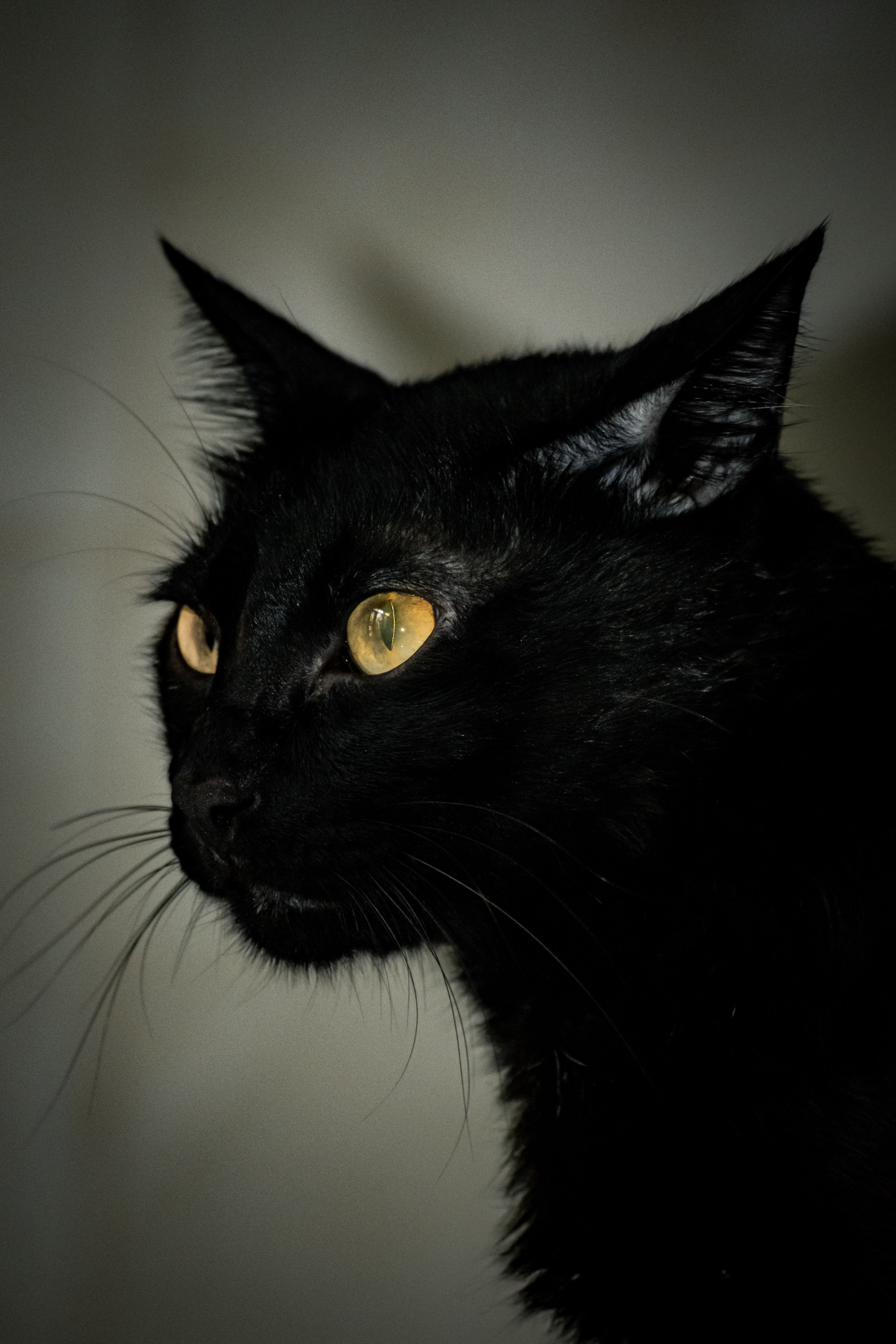 A striking profile of a black cat with vibrant yellow eyes, captured indoors.