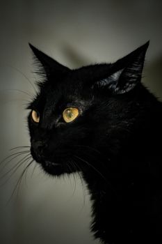 cat photo