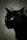 black cat