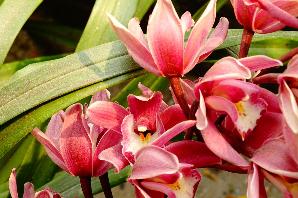 Pink cymbidium orchids in bloom among their long green leaves in the West Bengal hills