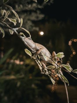 gecko photo