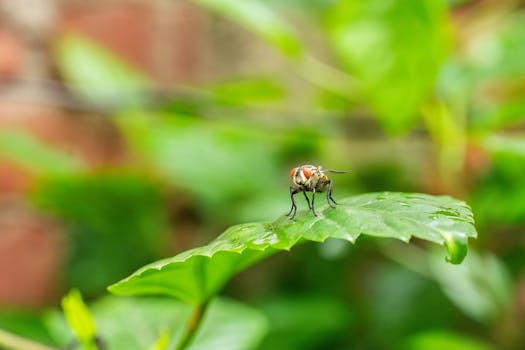 Macro photograph capturing a fly perched on a green leaf in a lush garden, highlighting nature's small wonders.