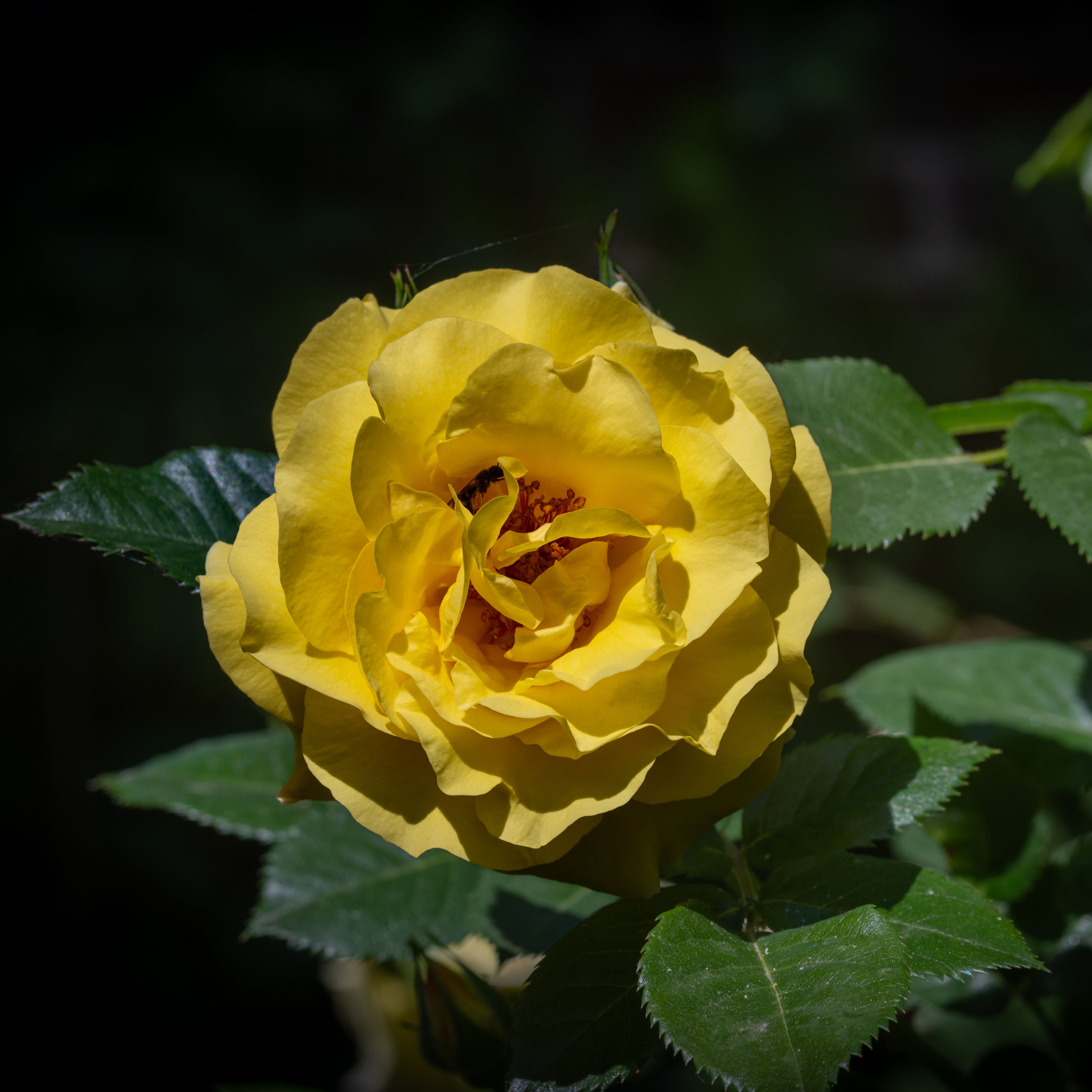 Vibrant Yellow Rose in Bloom Close-up · Free Stock Photo