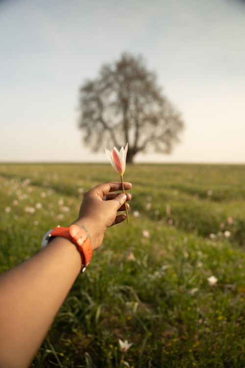 Free A close-up of a hand holding a lily flower in a grassy field with a tree in Pampore. Stock Photo