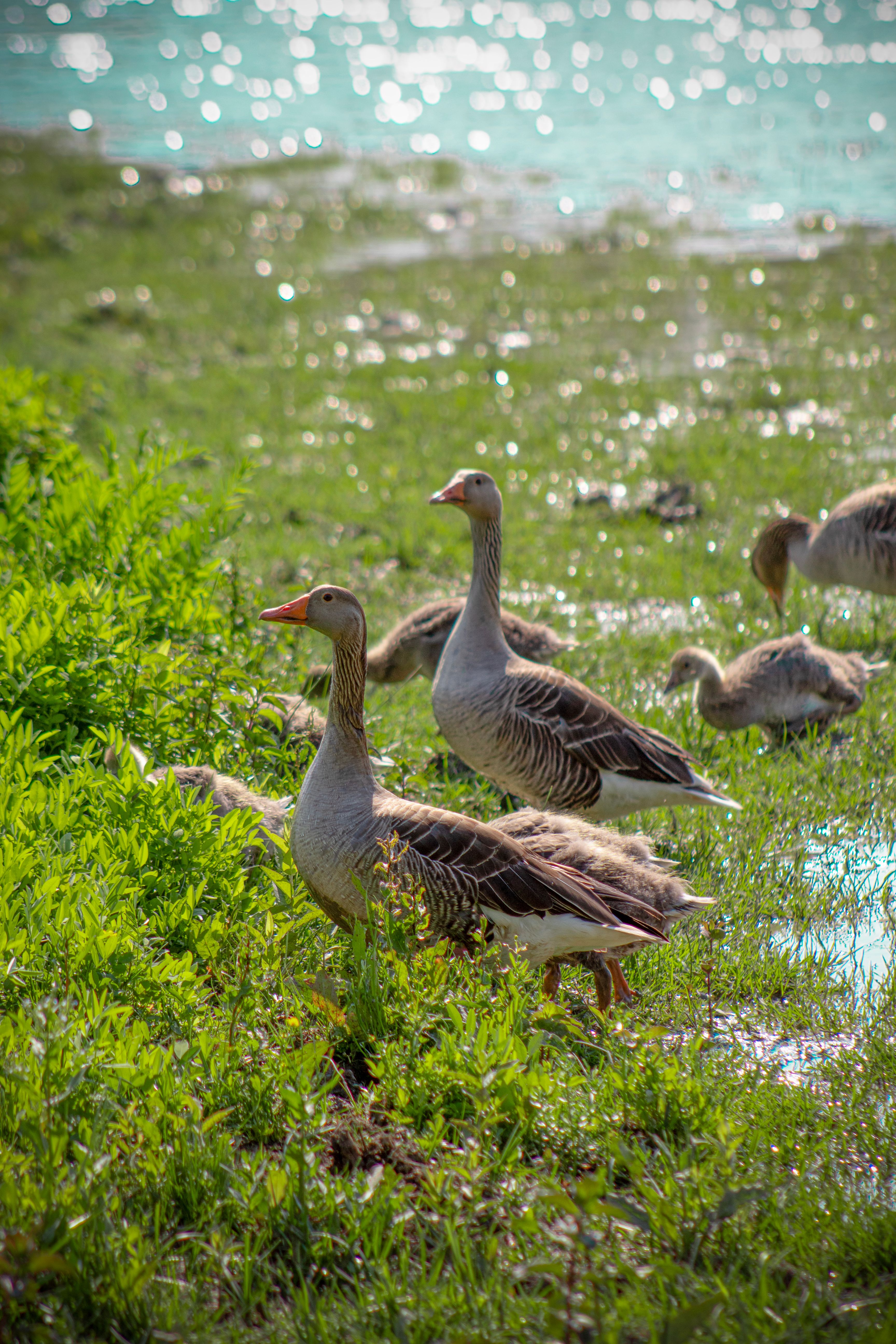 Tranquil Geese by Serene Waters in Italy · Free Stock Photo