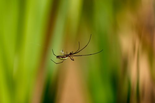 Free Macro shot of a spider on its web against a blurred green background. Perfect for nature and wildlife themes. Stock Photo