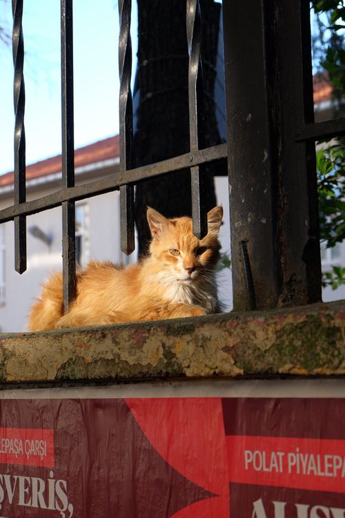 Free A ginger cat relaxes on a rustic fence under sunlight, conveying calm. Stock Photo