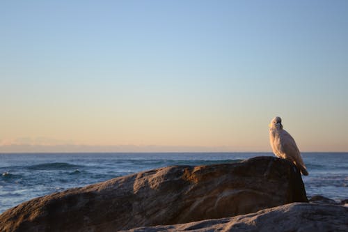 Ảnh lưu trữ miễn phí về bãi biển bondi, bình Minh, bờ biển