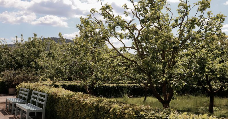 Poirier : Guide Plantation Complet 2026