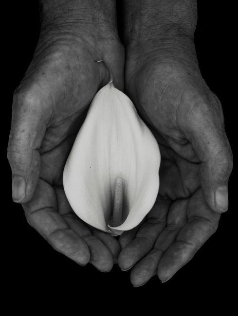 Monochromatic close-up of hands gently cradling a calla lily flower.