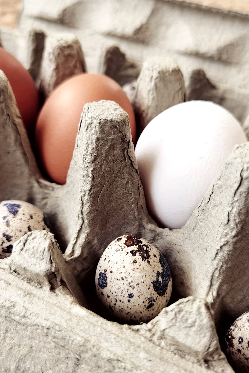 Optimal Nutrition Vs The Atkins Diet