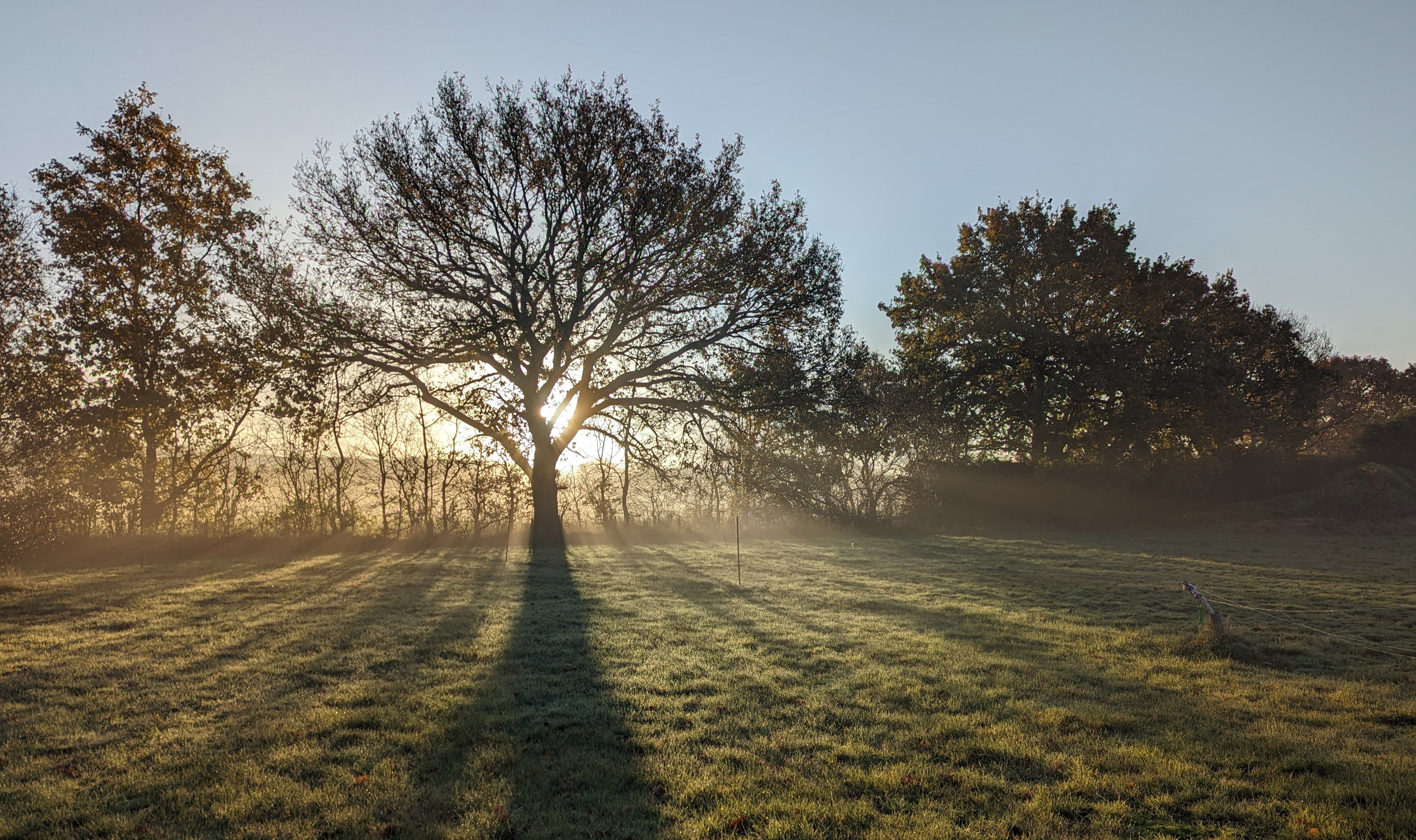 Sunrise Behind Majestic Oak Trees in Misty Field · Free Stock Photo