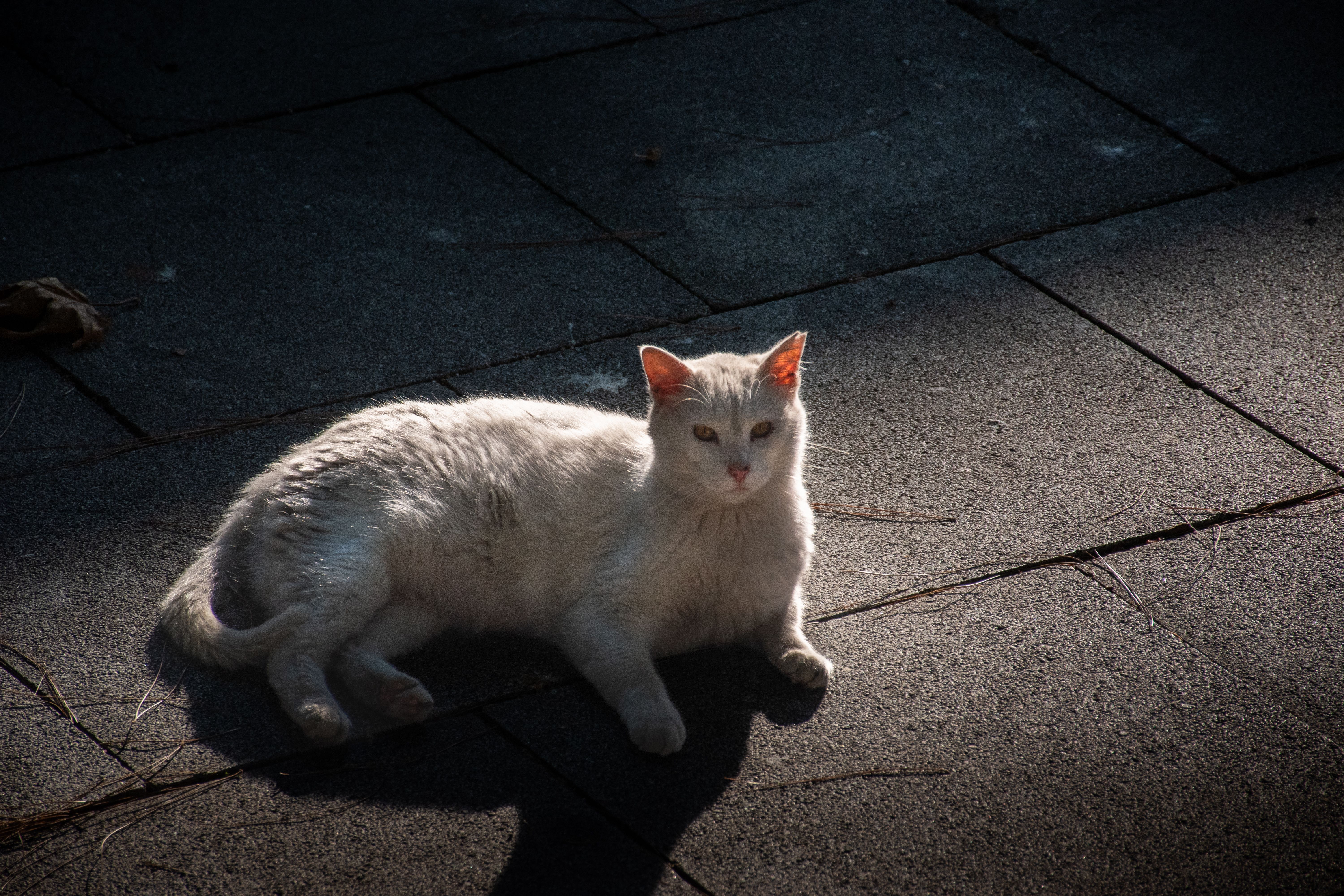 Gato Blanco Descansando Bajo La Luz Del Sol En El Pavimento · Foto de ...
