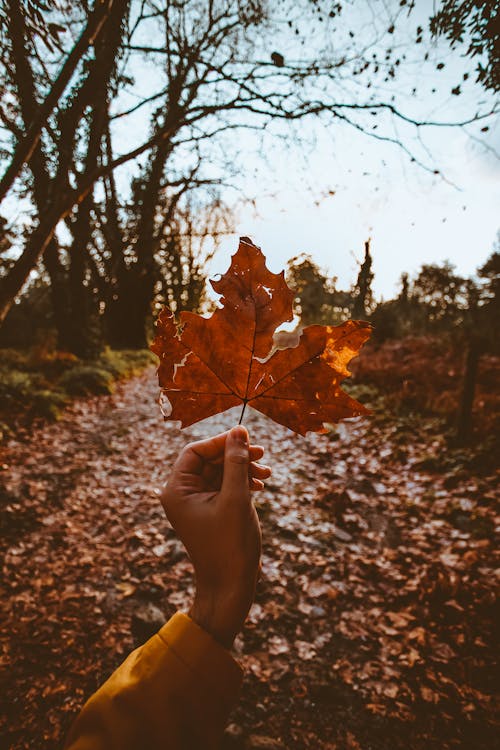 Person Holding Brown Maple Leaf