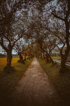 秋天，一条绿树成荫的小径格外迷人，展现出自然的美景与户外的宁静