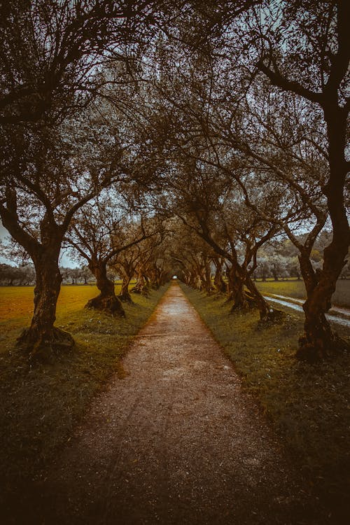Pathway Near Trees