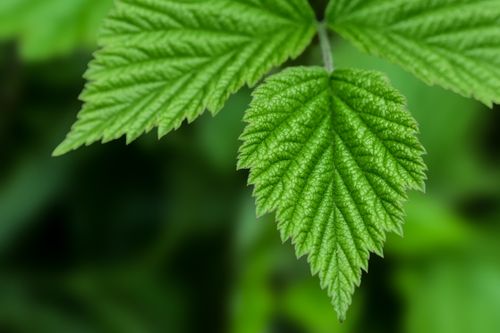 Free A detailed close-up of a vibrant green leaf with rich textures and natural lighting. Stock Photo