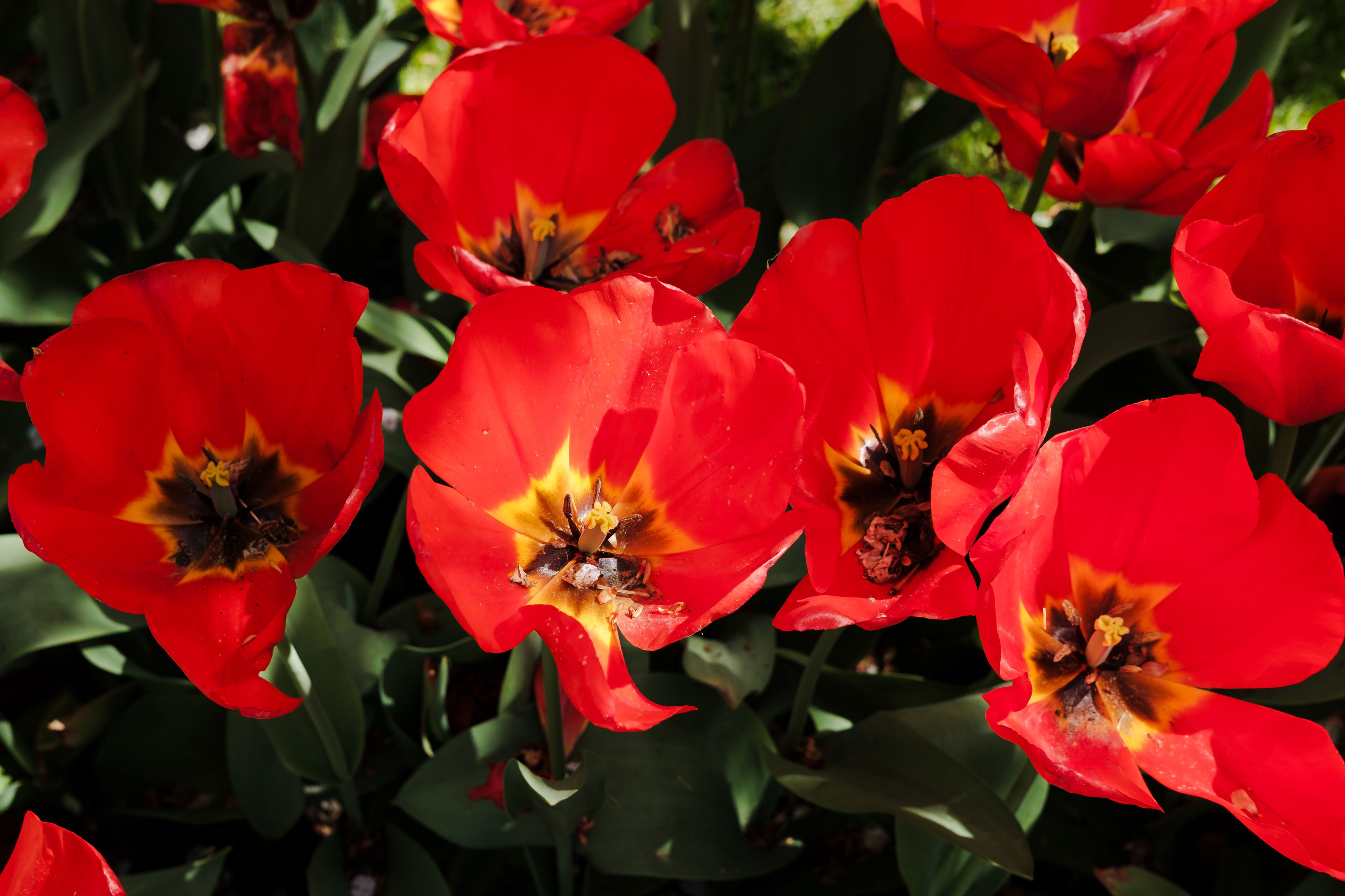 Vibrant Red Tulips in Spring Garden · Free Stock Photo