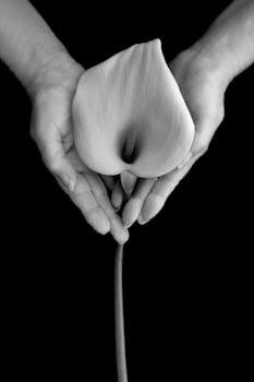 A black and white photo of hands gently cradling a calla lily against a plain black background.