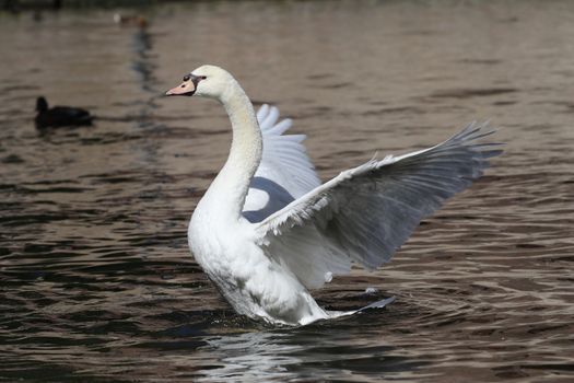 A majestic swan spreading its wings gracefully on a serene lake. Perfect for nature photography enthusiasts.