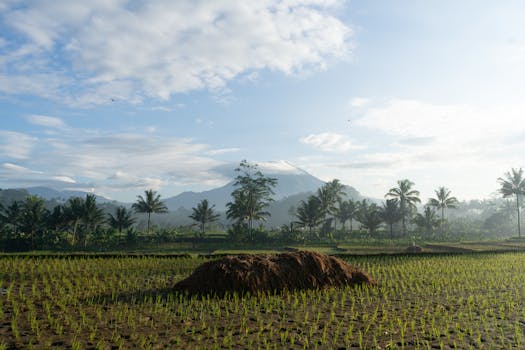 Beautiful morning view of paddy fields and mountains in Central Java, Indonesia.