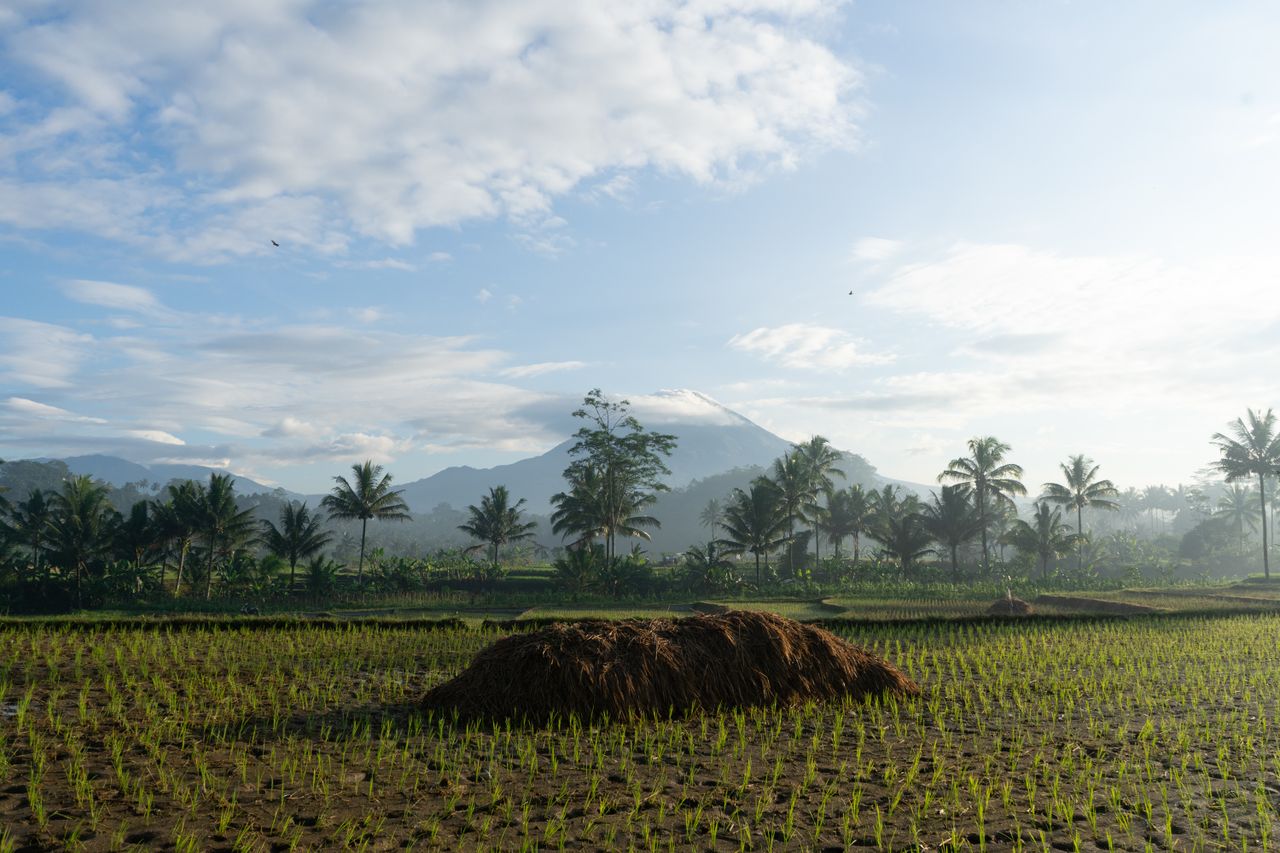 Beautiful morning view of paddy fields and mountains in Central Java, Indonesia