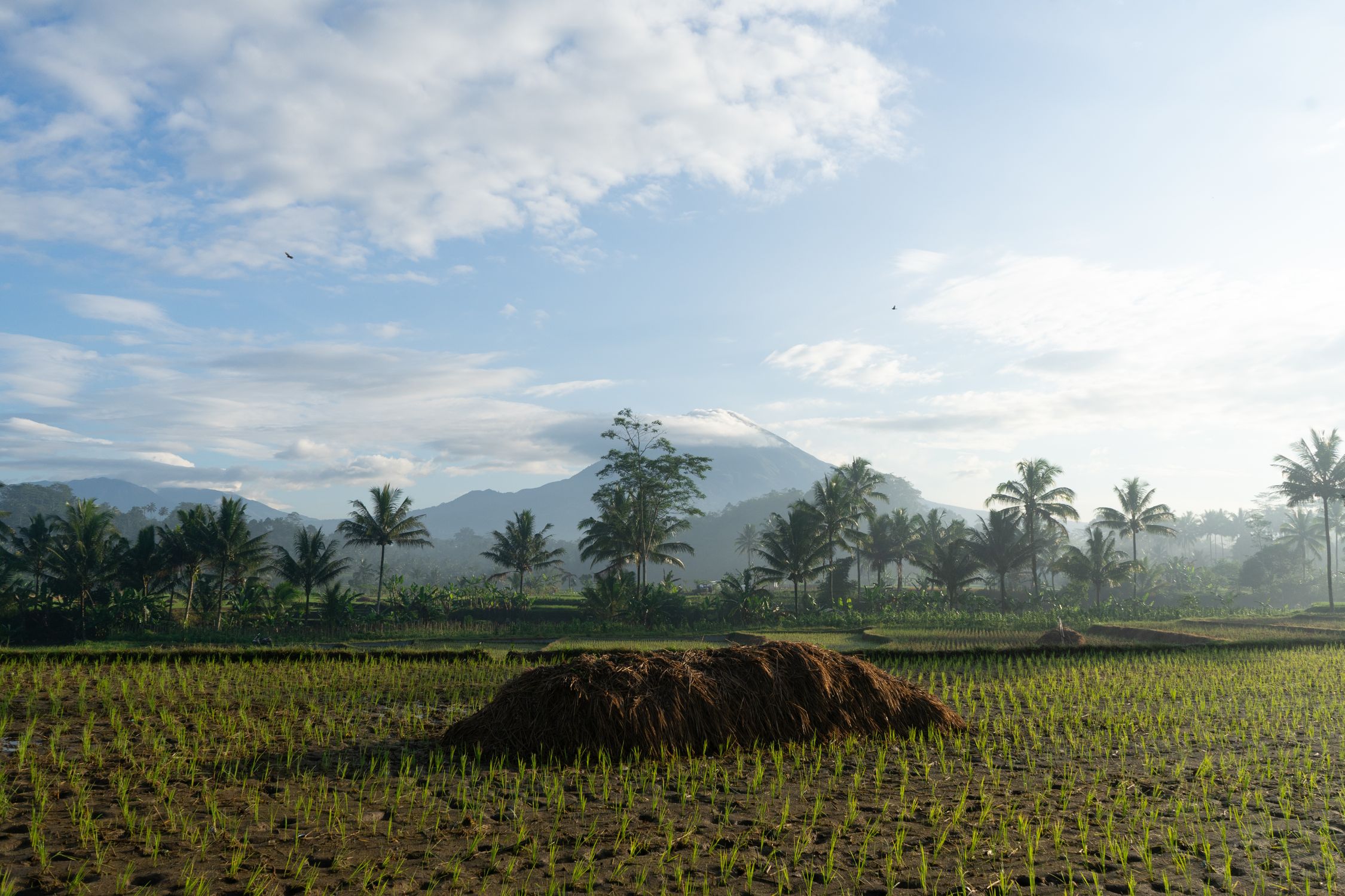 Scenic Morning View of Central Java Landscape · Free Stock Photo
