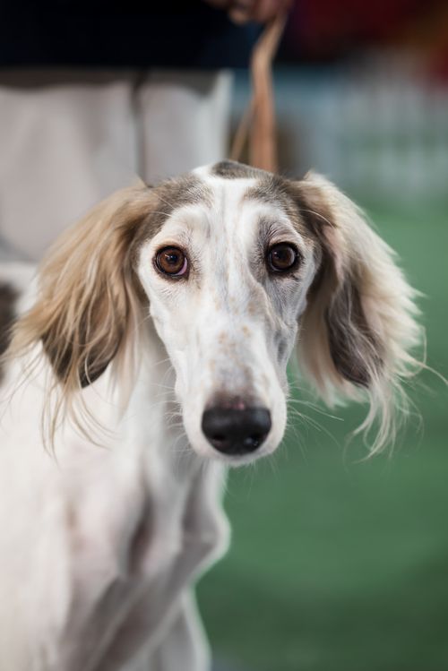 Free Charming close-up of a Saluki dog with focus on its expressive eyes and ears. Stock Photo