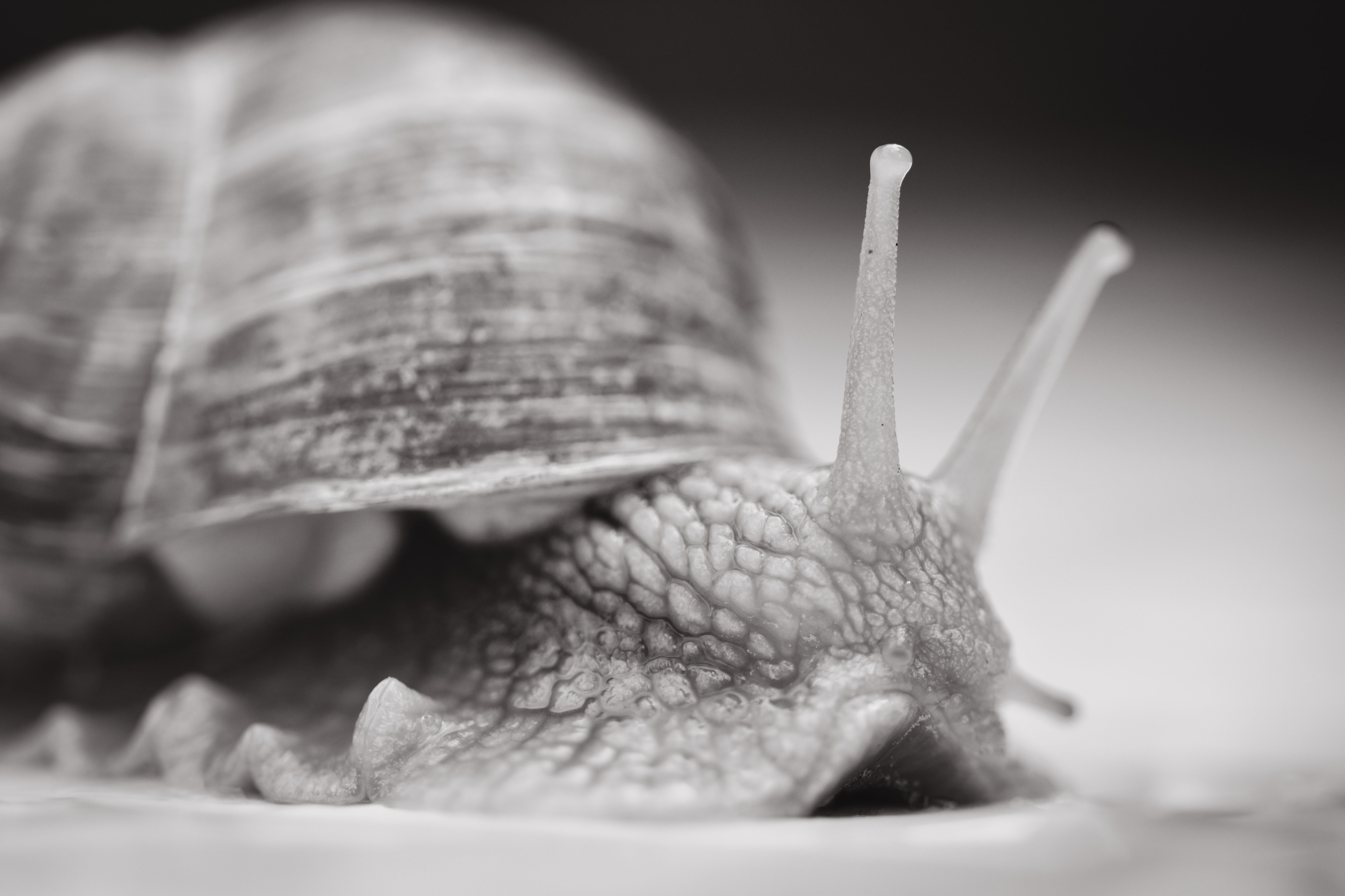 Close-up Black and White Snail Macro · Free Stock Photo