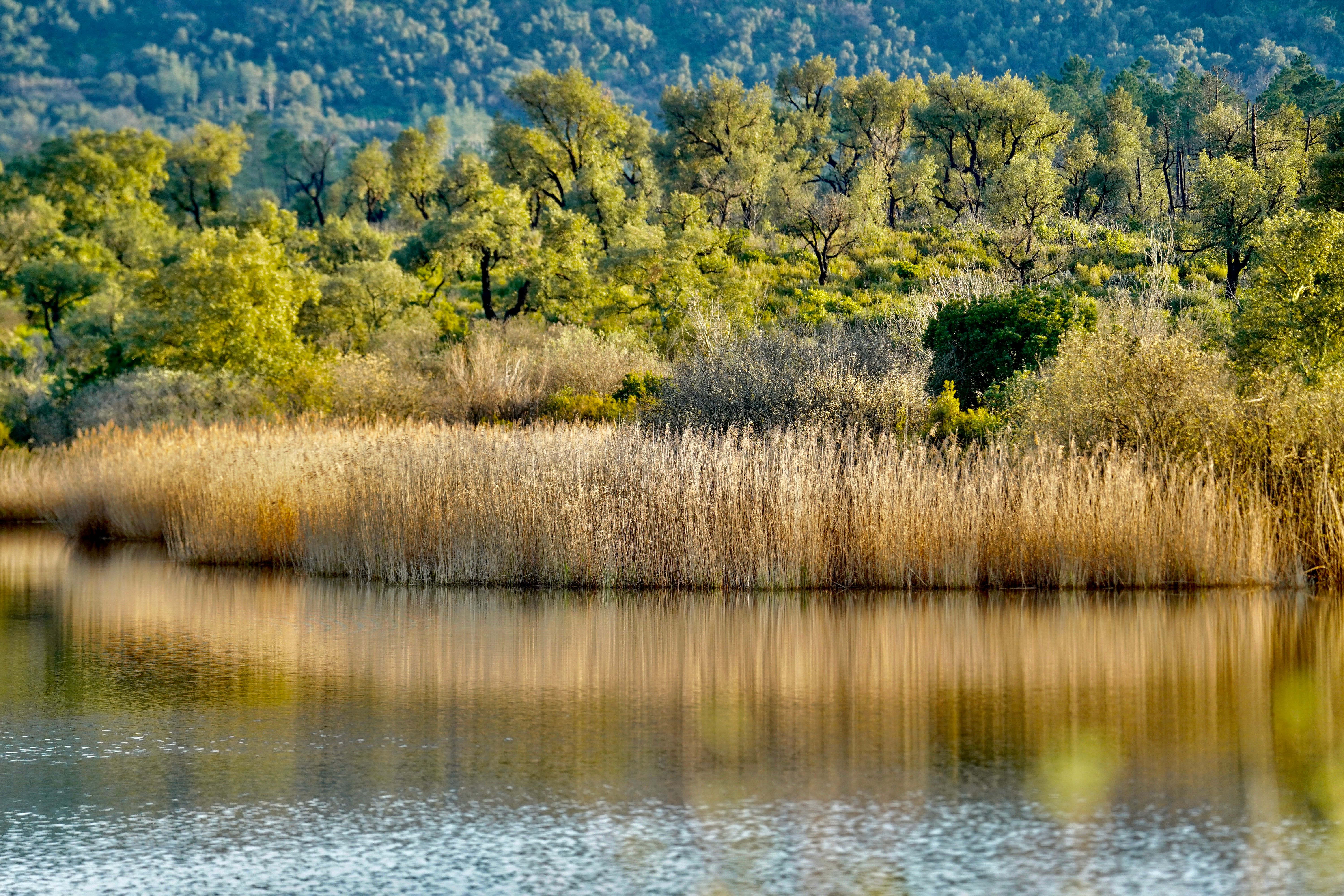 Serene Lake and Lush Forest Landscape · Free Stock Photo