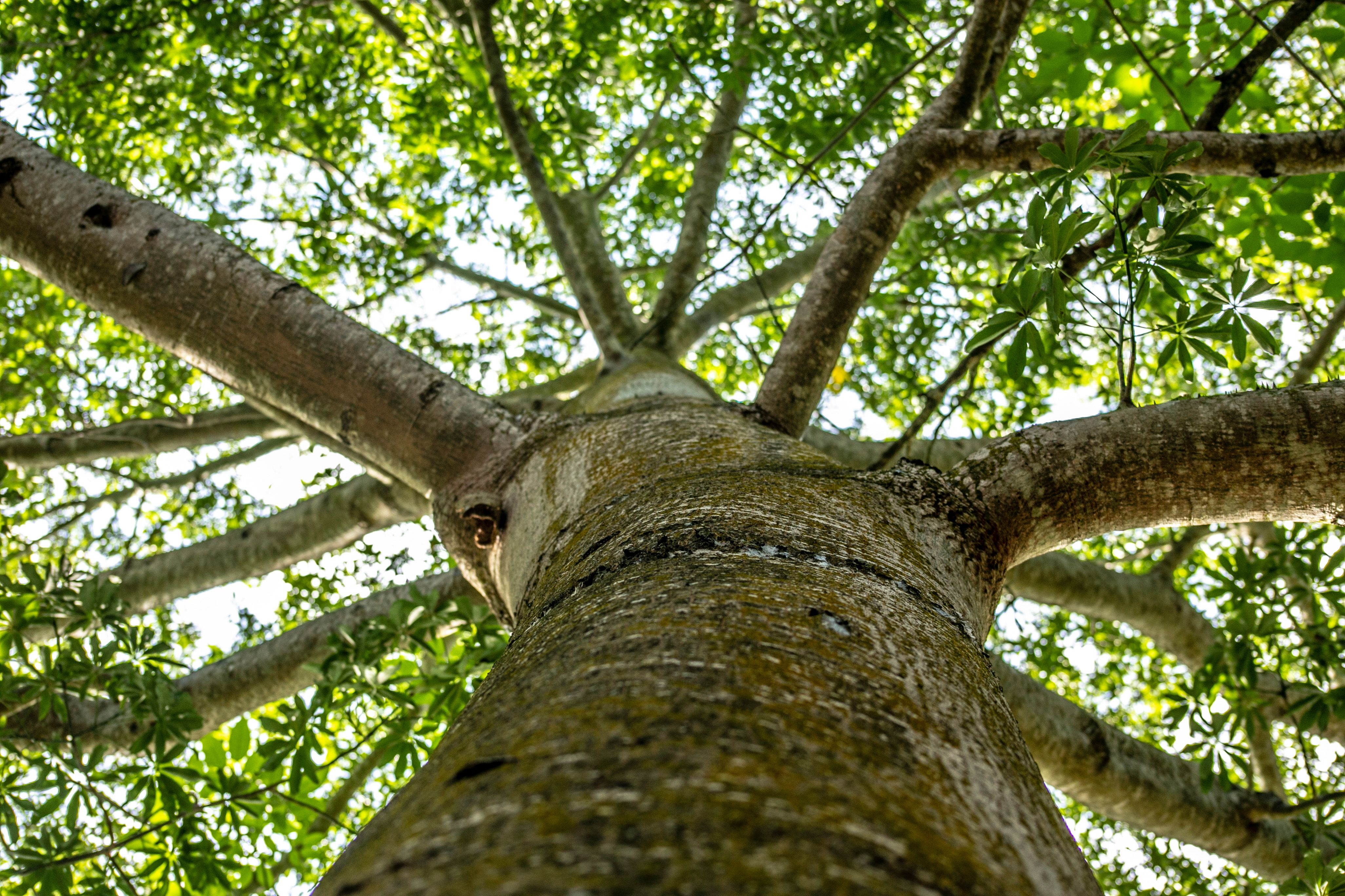 Foto gratuita da FRANK · Pexels
