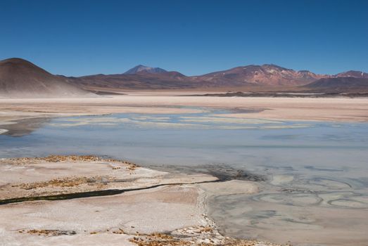 Atacama salt flat flamingos — Atacama Desert