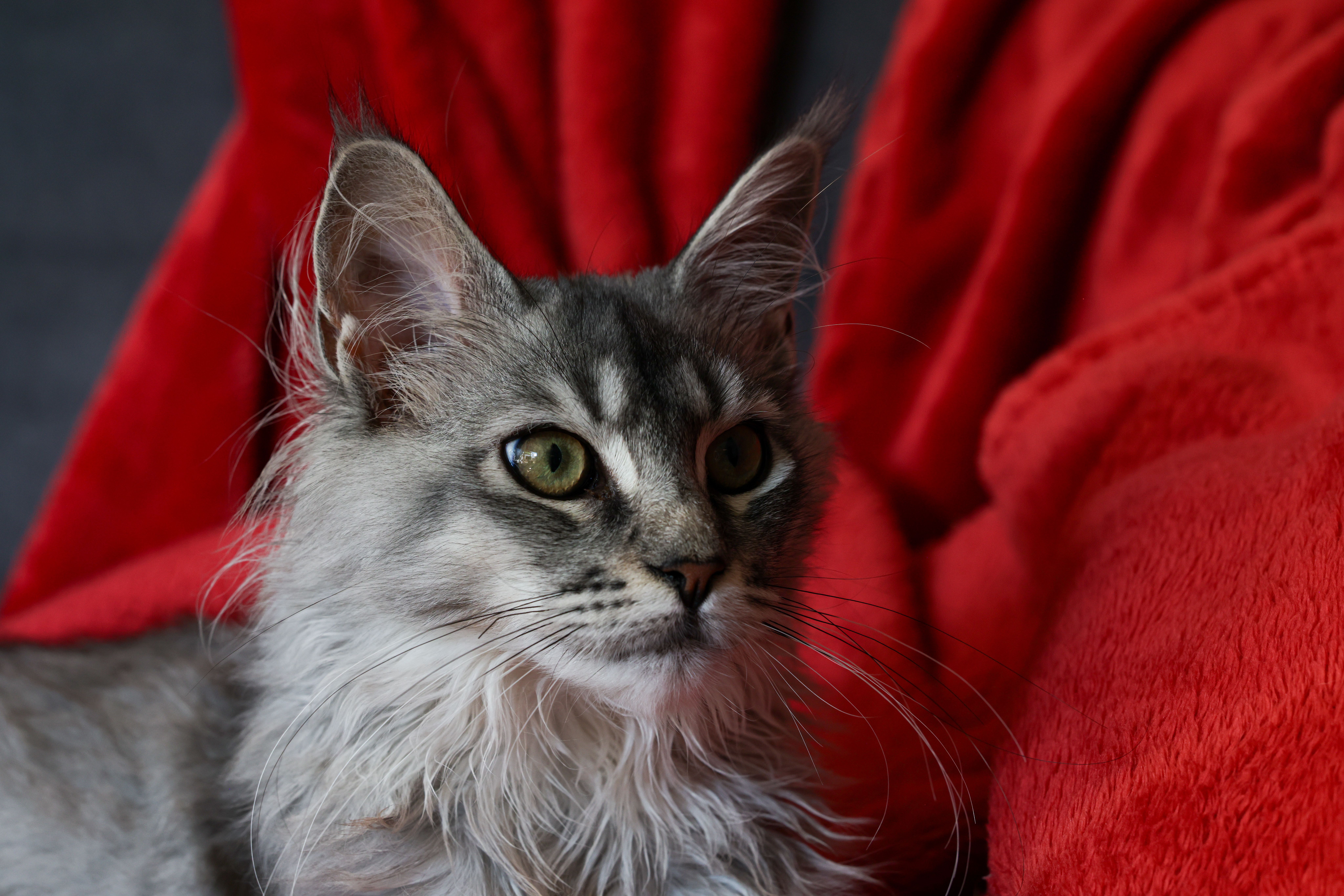 Le Maine Coon : Tout savoir sur ce géant au grand cœur