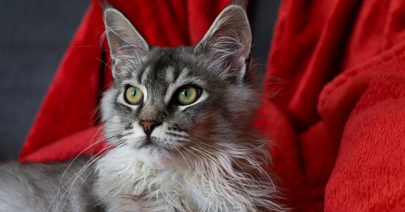 Chat Sans Poil : Guide Complet Races et Soins