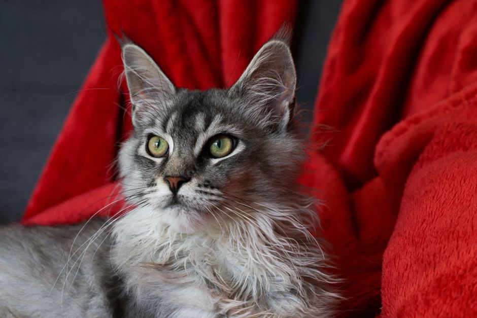 Maine Coon Kittens in Lethbridge