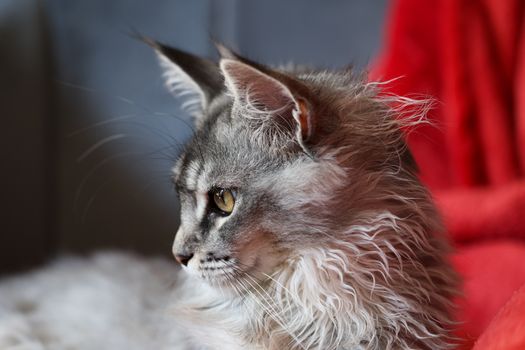 A close-up shot of a fluffy grey Maine Coon cat against a red background indoors.