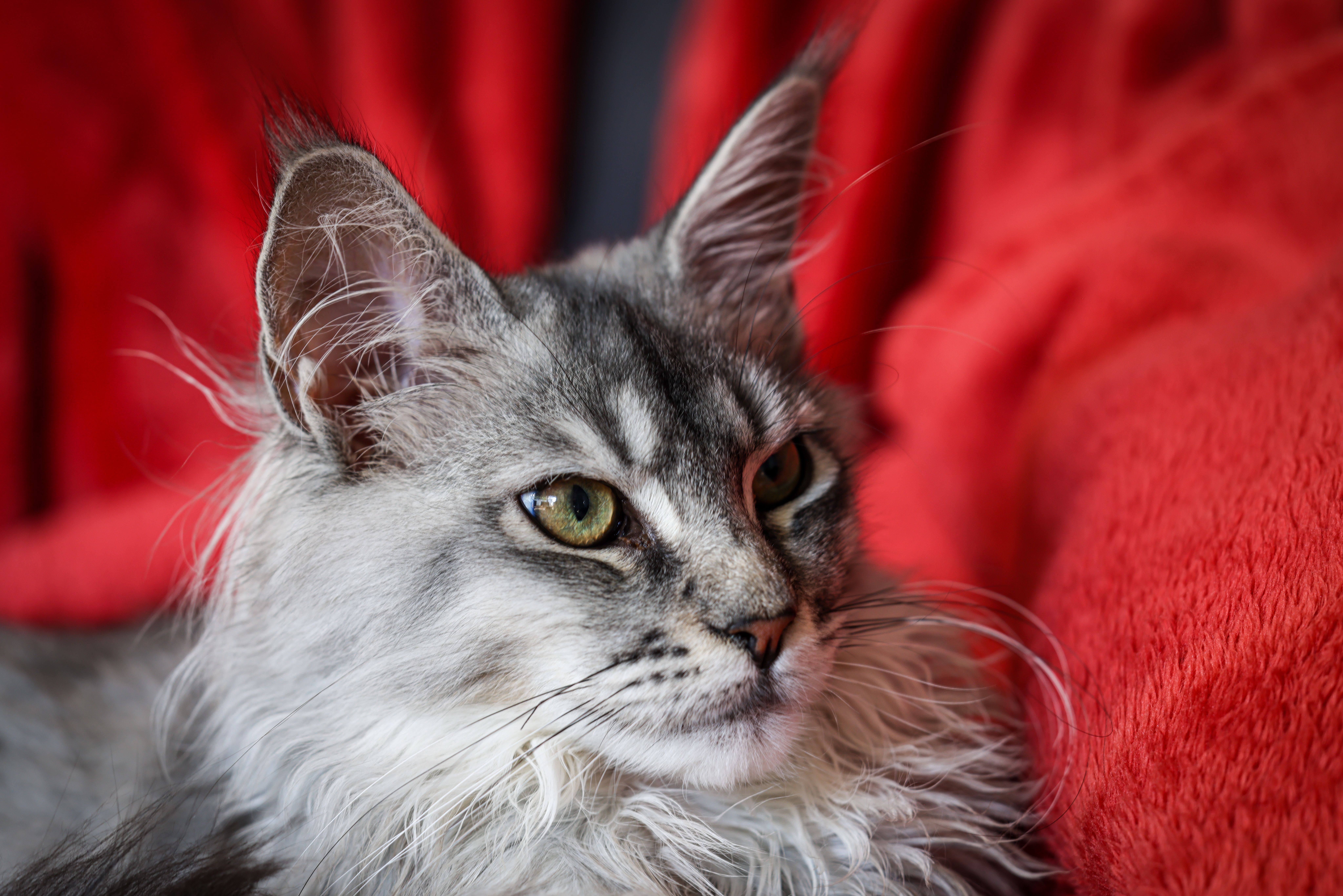 3. The Maine Coon: The Gentle Giants of Feline Love